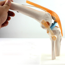 JOINT05 (12351) Anatomie médicale Science Humains Modèles anatomiques de l&#39;articulation du genou squelette